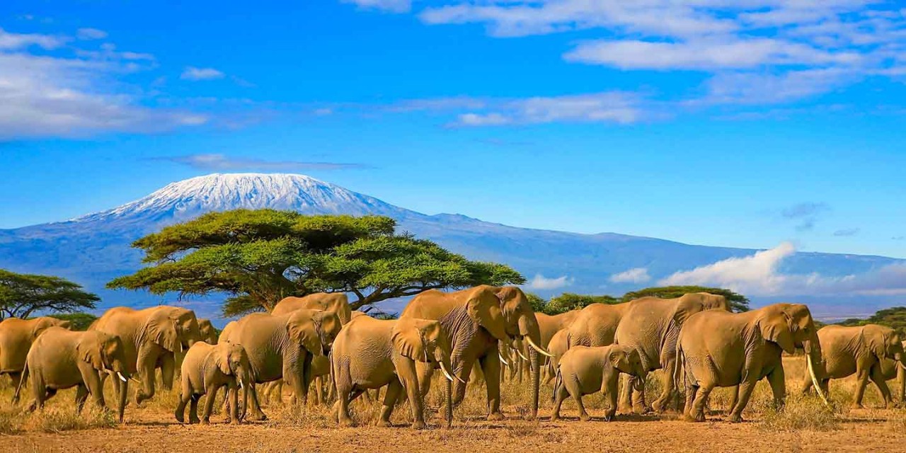  Herd of african elephants on a safari trip to Kenya and a snow capped Kilimanjaro mountain in Tanzania in the background, under a cloudy blue skies.