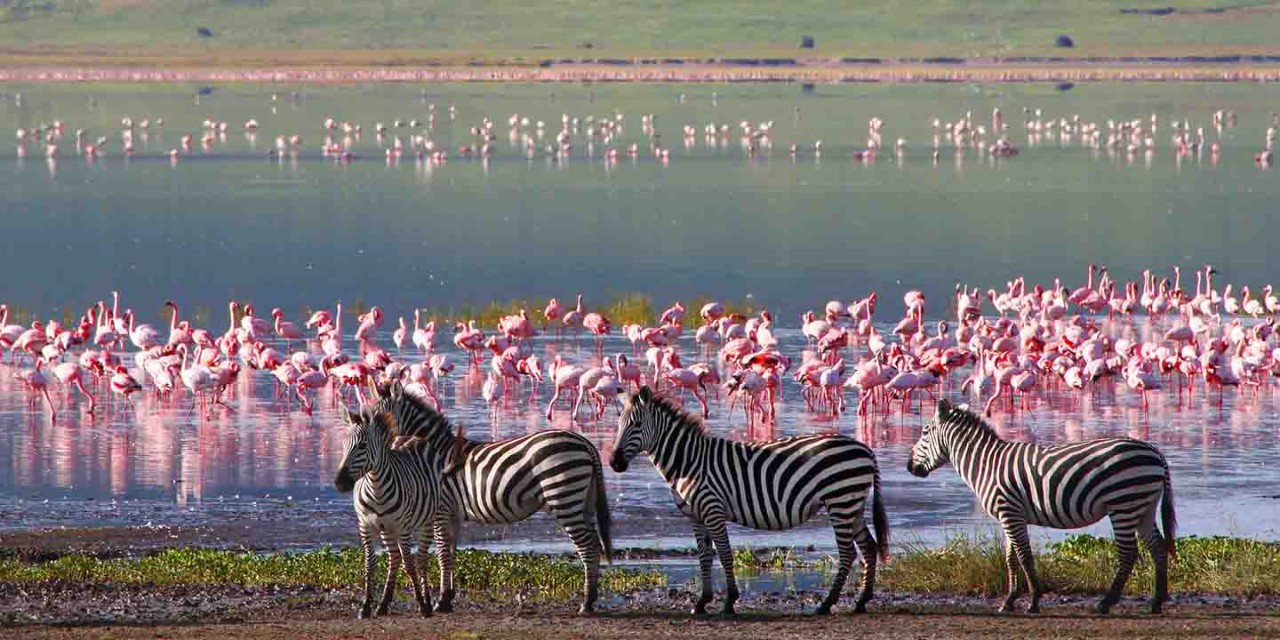 Zebras and wildebeests walking beside the lake in the Ngorongoro Crater, Tanzania, flamingos in the background