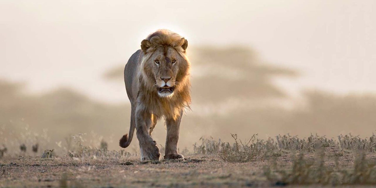 a lion in the safari
