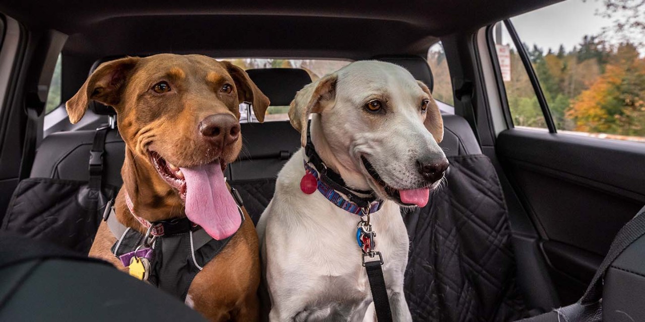  2 dogs on the car