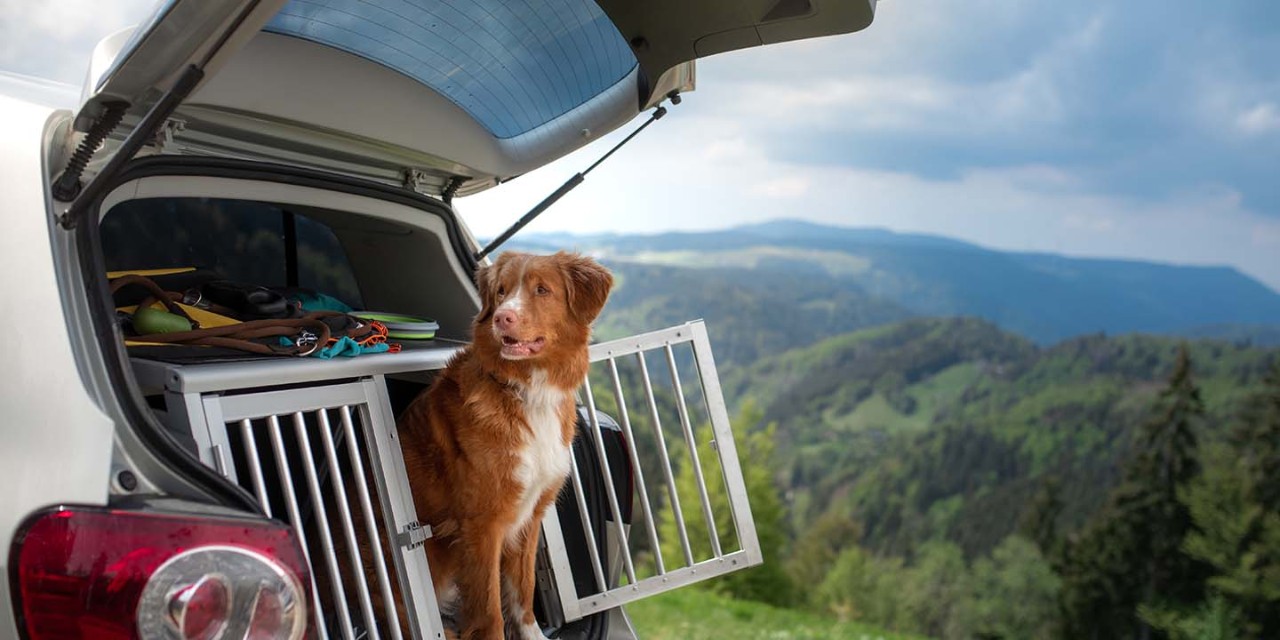  travel with a dog in a car
