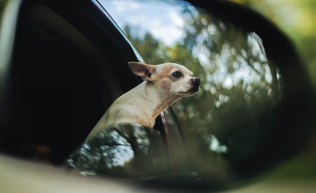 dog on the car