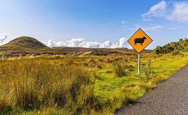 A Sign makes attention for Sheeps Crossing the Street in Ireland