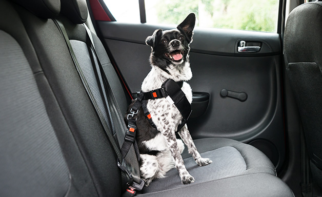 Dog sitting in a car