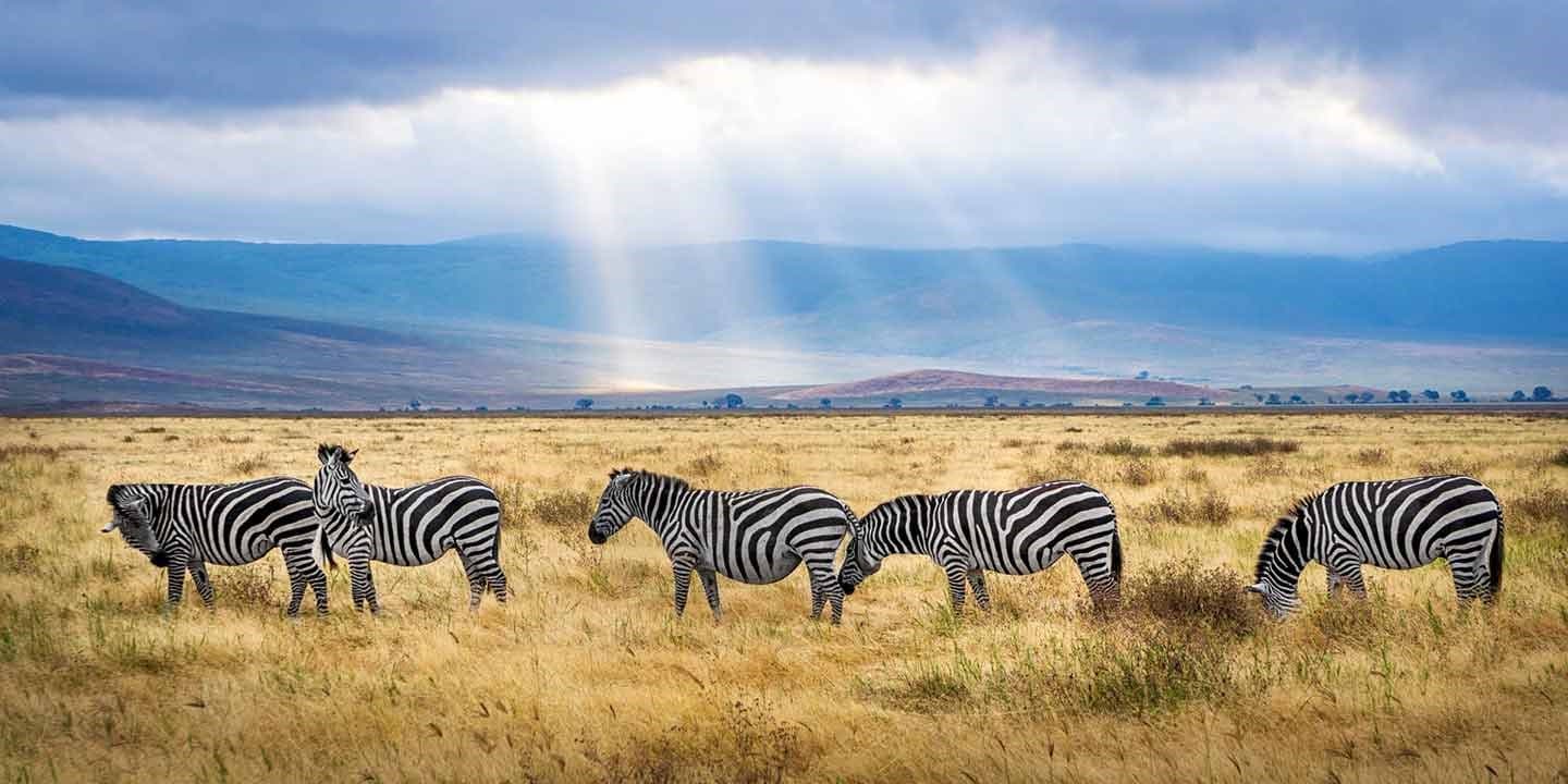 Things to know before going on an African Safari