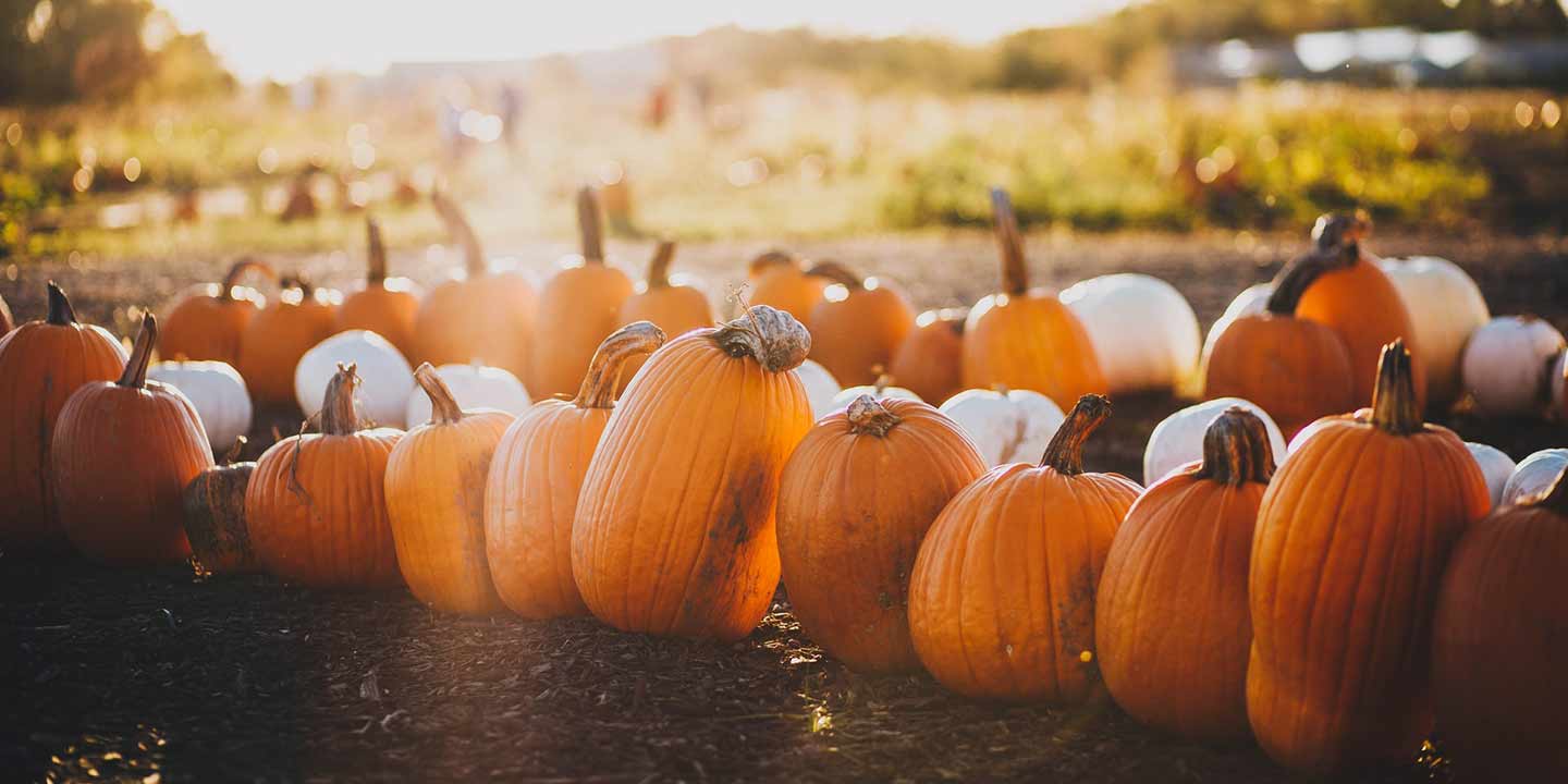 Top Halloween events for kids in Ireland - pumpkin patch